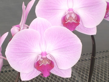 胡蝶蘭