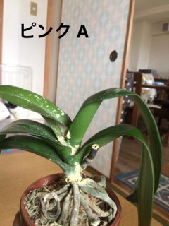 Re: 花後の不調根腐れ 葉の黄変