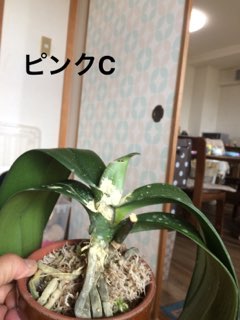 Re: 花後の不調根腐れ 葉の黄変