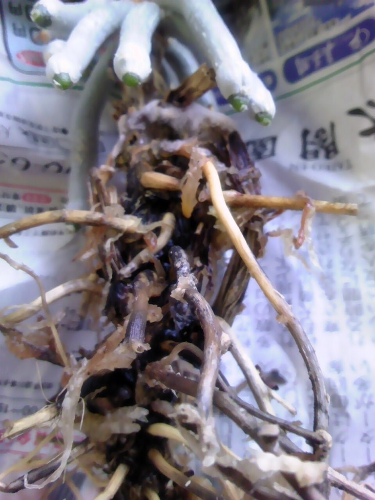 Re: 花後の不調根腐れ 葉の黄変