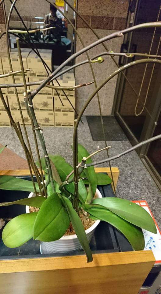 Re: 植え替え等について