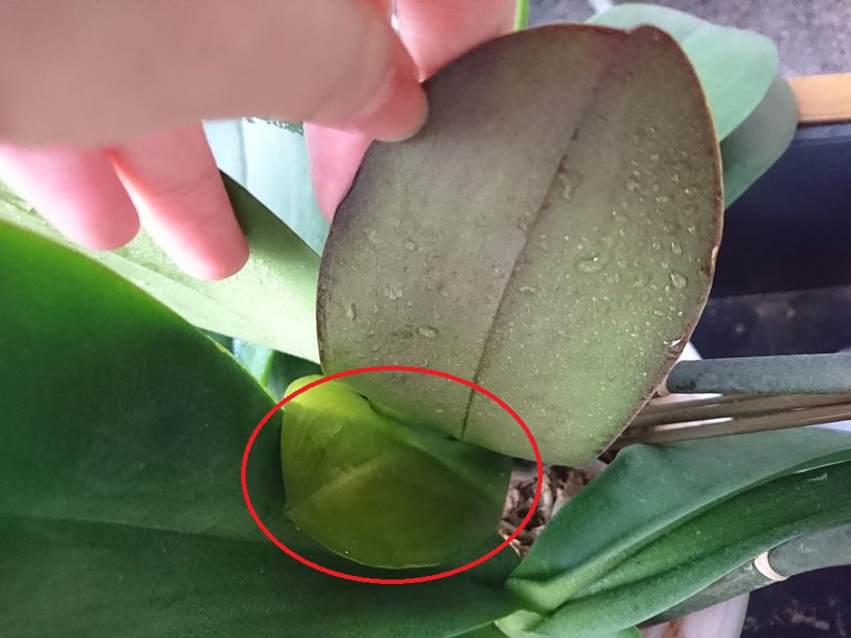 Re: 植え替え等について