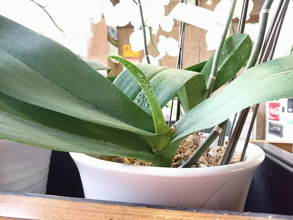 Re: 植え替え等について