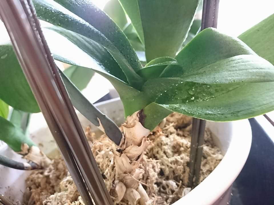 Re: 植え替え等について