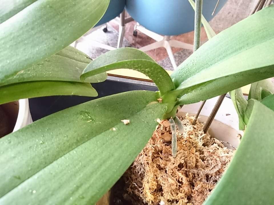 Re: 植え替え等について