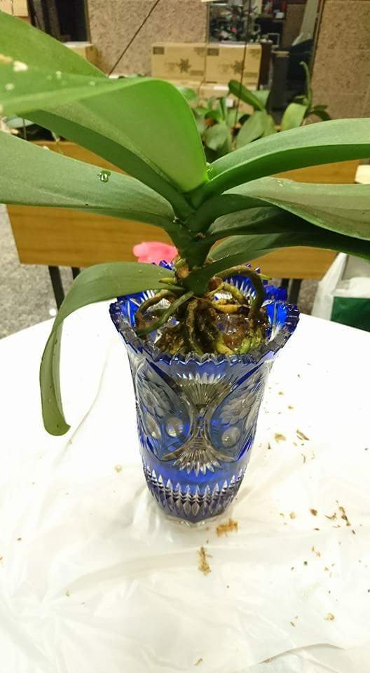 Re: 植え替え等について