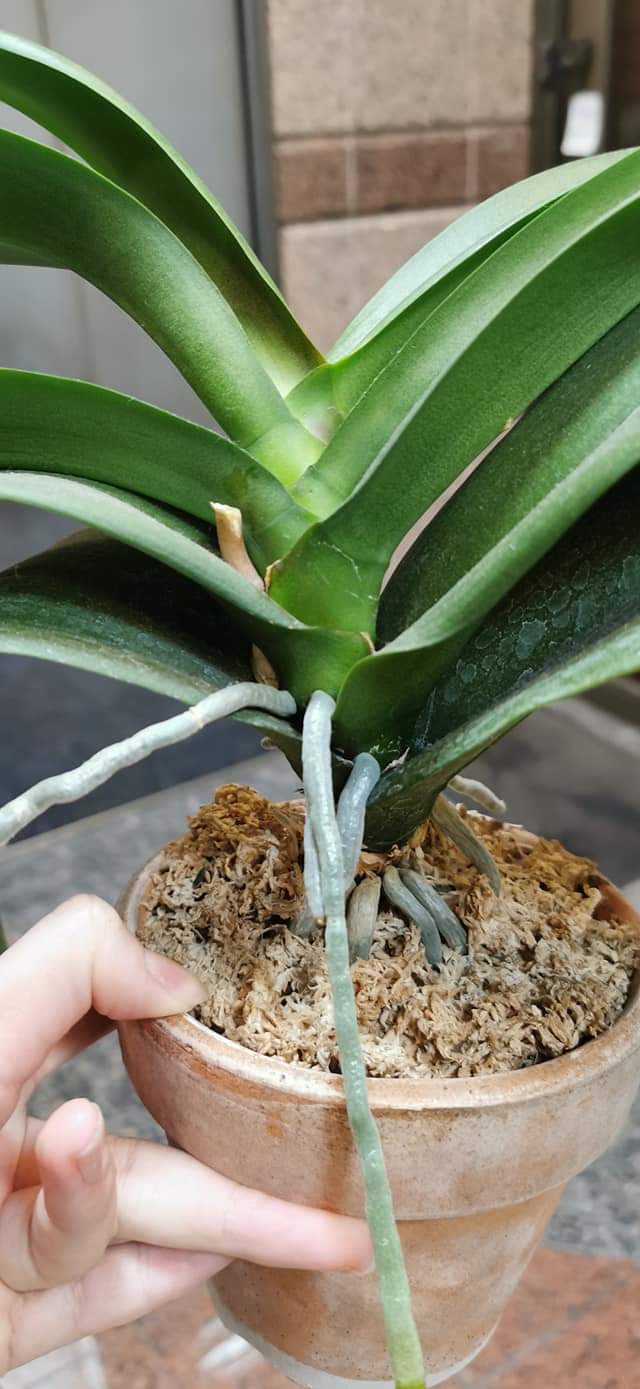 Re: 植え替え等について