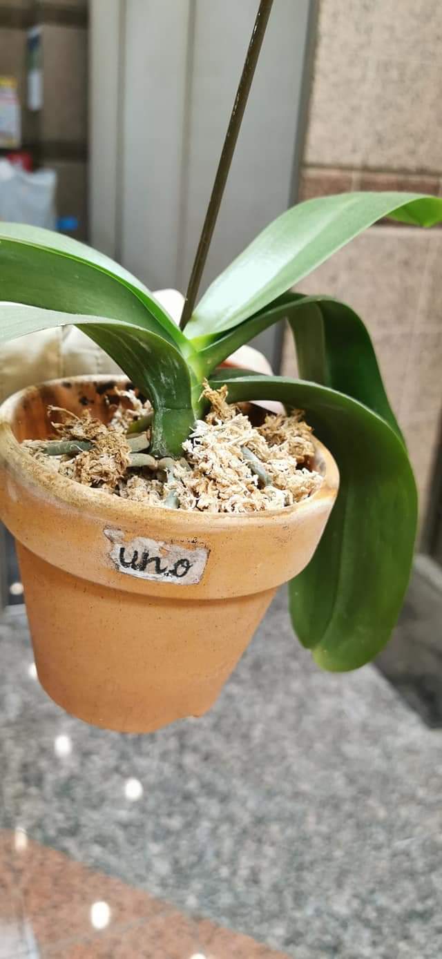 Re: 植え替え等について