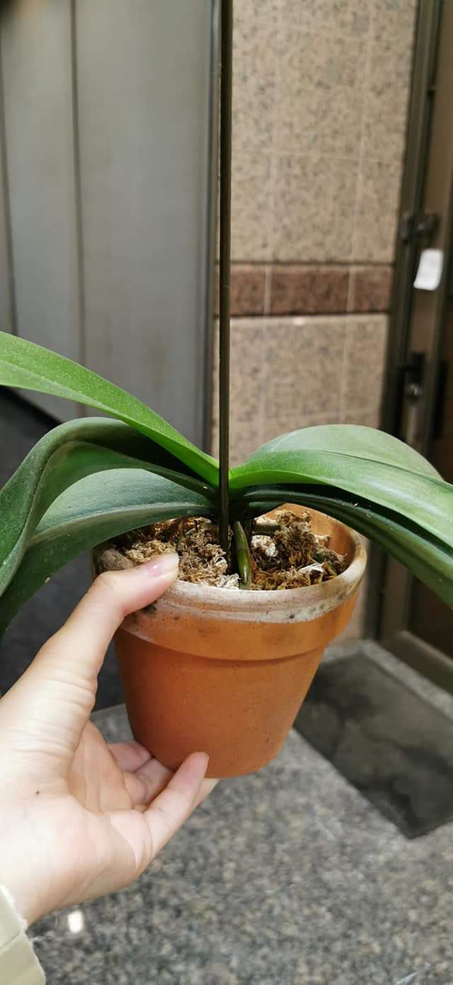 Re: 植え替え等について