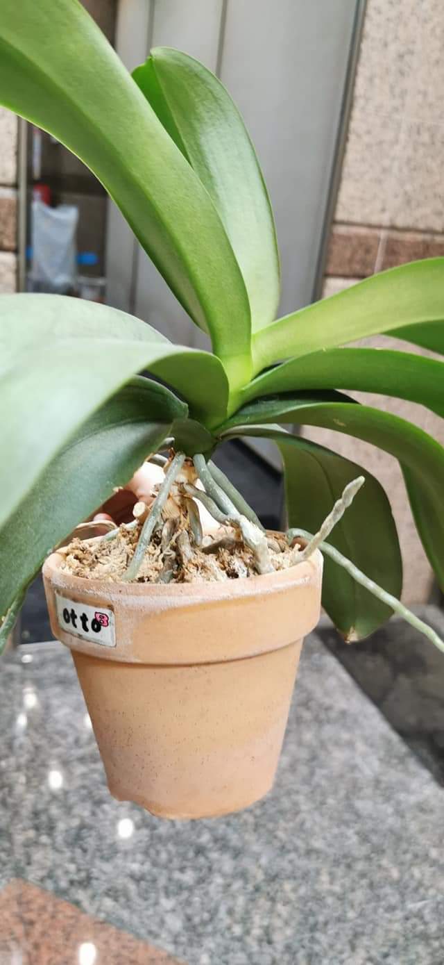 Re: 植え替え等について