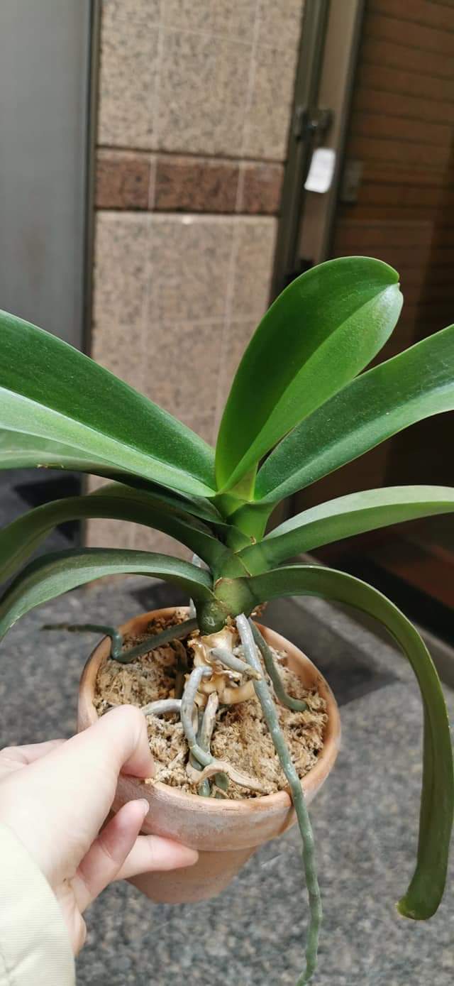 Re: 植え替え等について