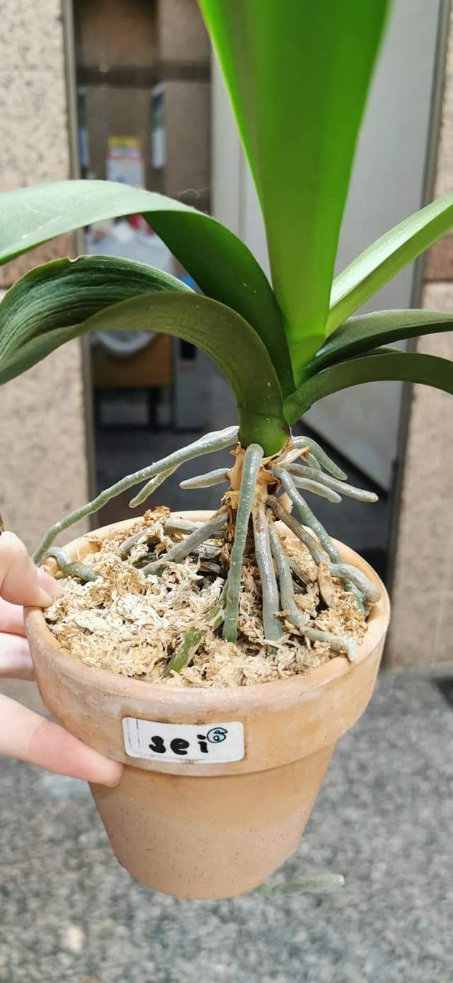 Re: 植え替え等について