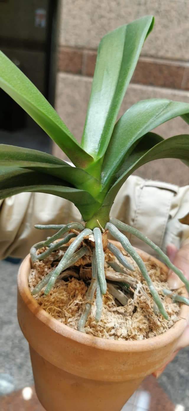 Re: 植え替え等について