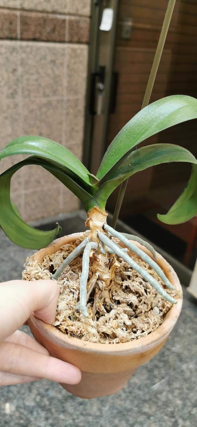 Re: 植え替え等について