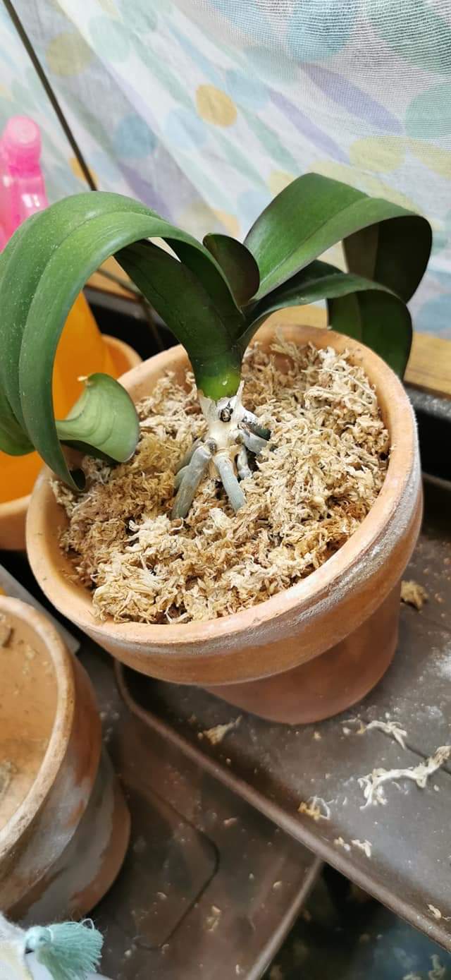 Re: 植え替え等について