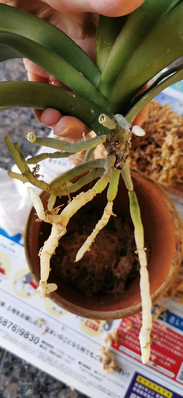 Re: 植え替え等について