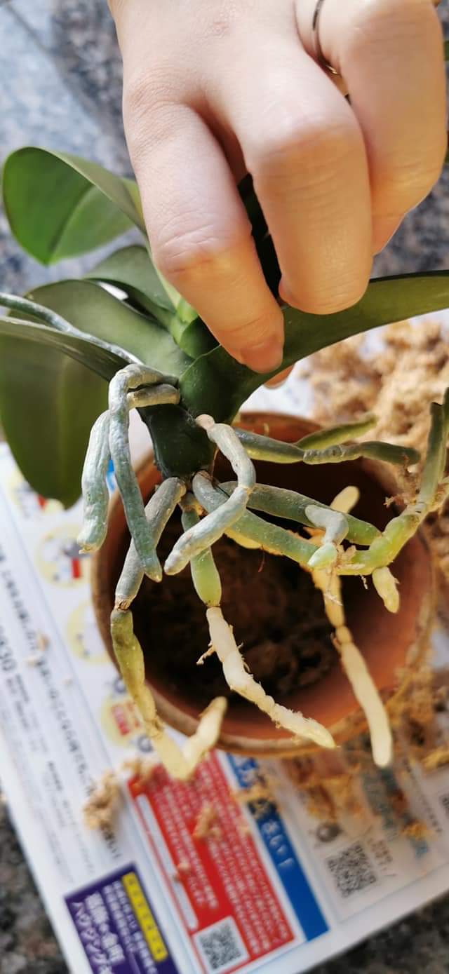 Re: 植え替え等について