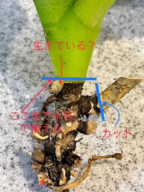 全く根が無い胡蝶蘭について