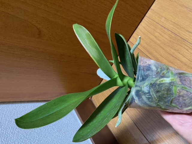 葉の状態と植え替えについて