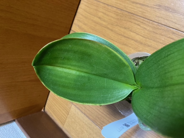 Re: 葉の状態と植え替えについて