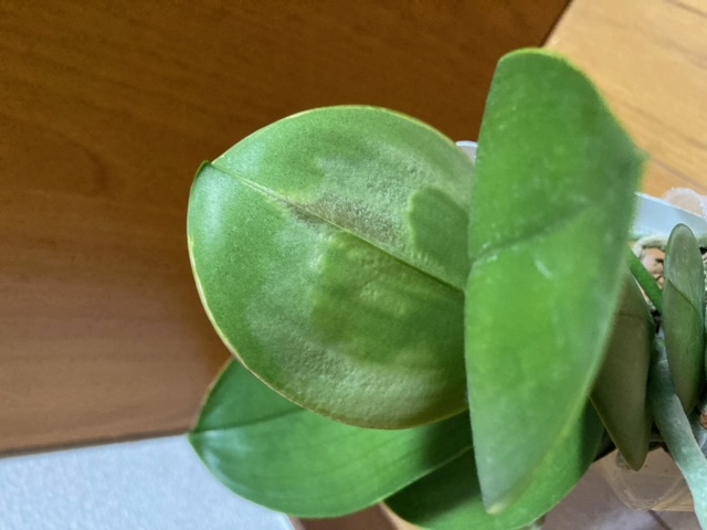 Re: 葉の状態と植え替えについて