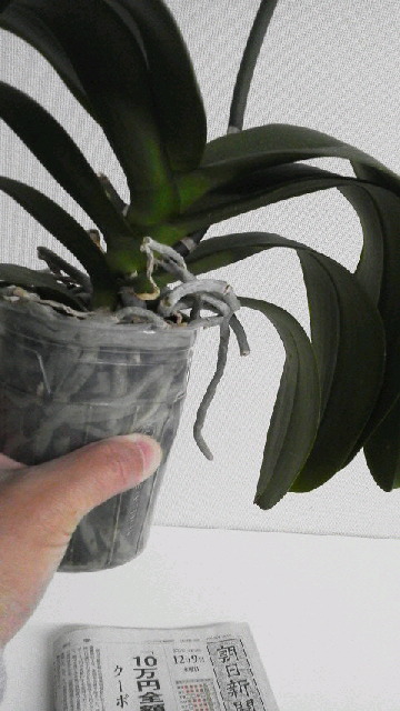 Re: 植え替えすべきなのでしょうか？