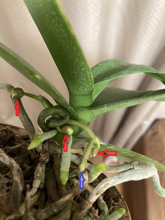 Re: 葉の状態と植え替えについて