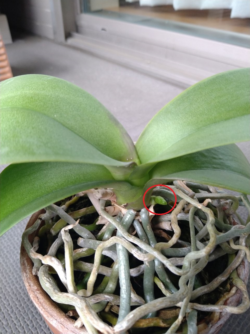 花芽と植え替え