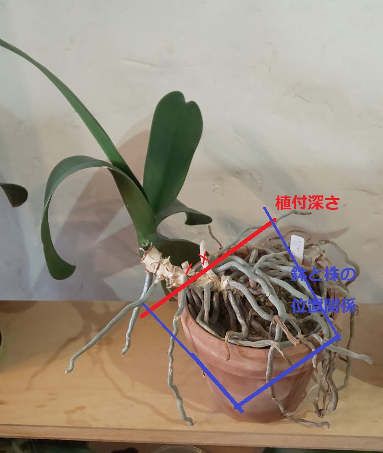 Re: 植え替えた蘭について