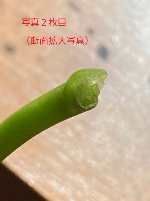 Re: 折った花軸をくっつけて開花させることはできますか