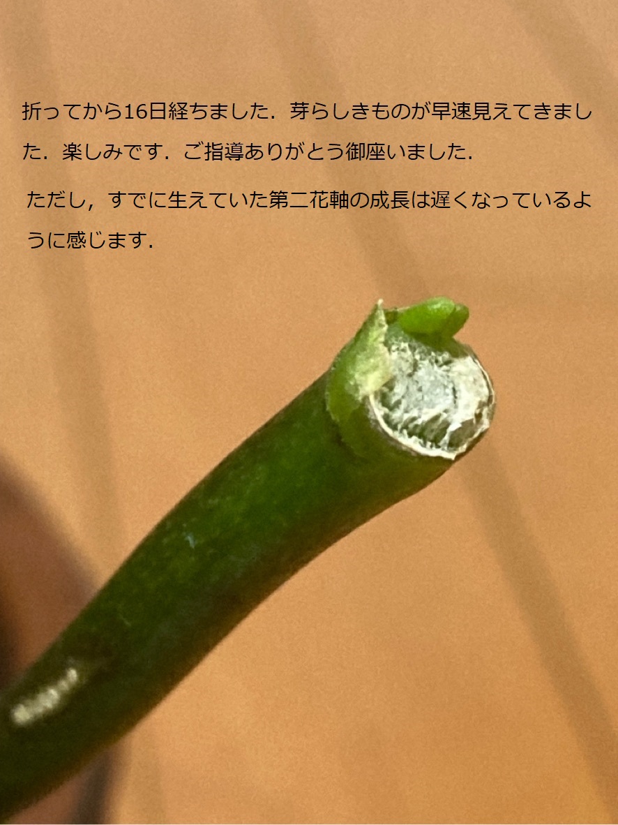 Re: 折った花軸をくっつけて開花させることはできますか