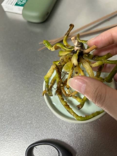 胡蝶蘭の根腐れ治療