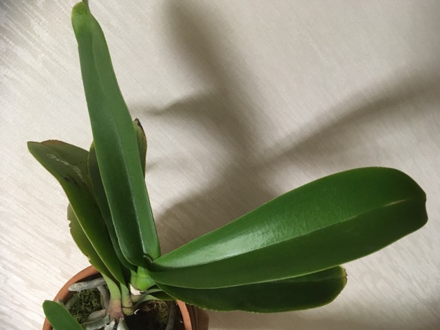 Re: 子株と植替えについて