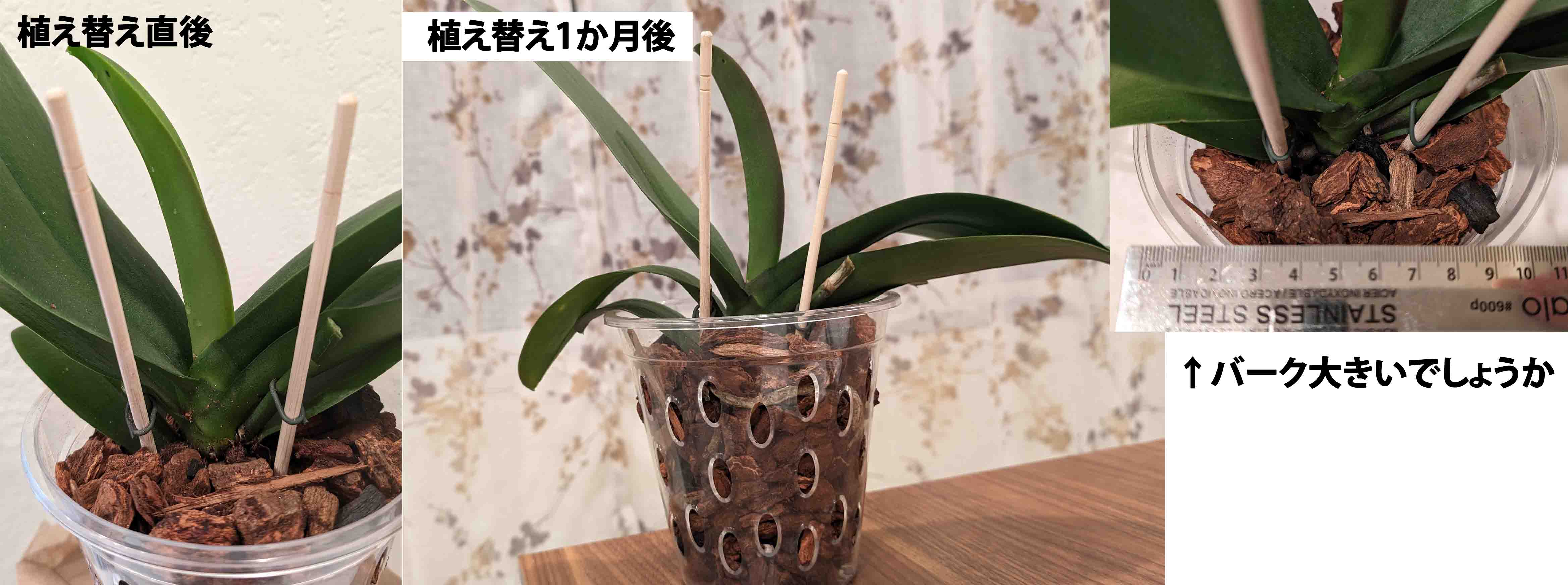 植え替え後元気がない