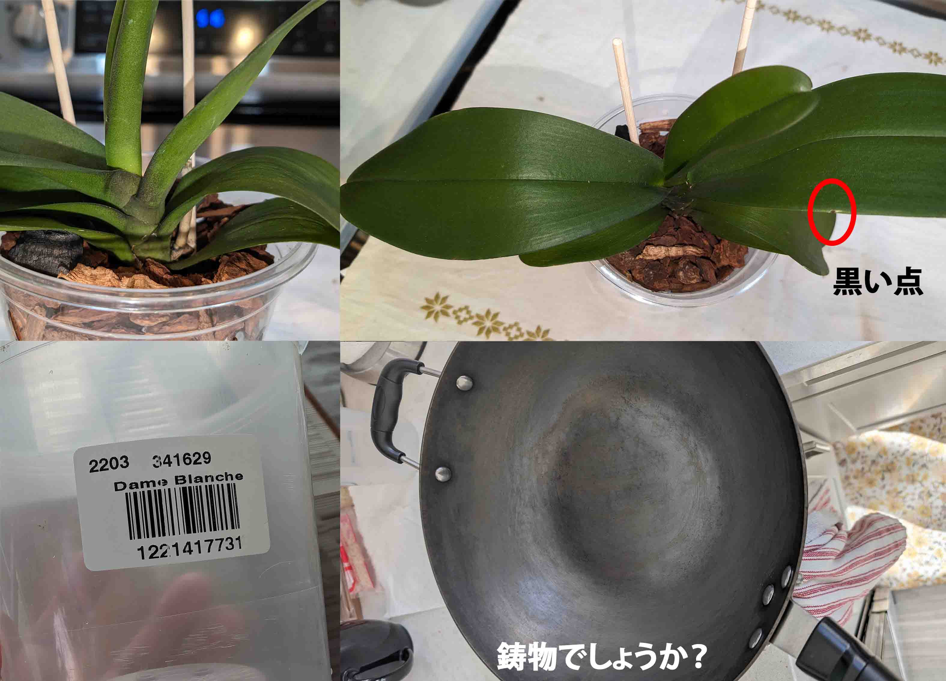 Re: 植え替え後元気がない