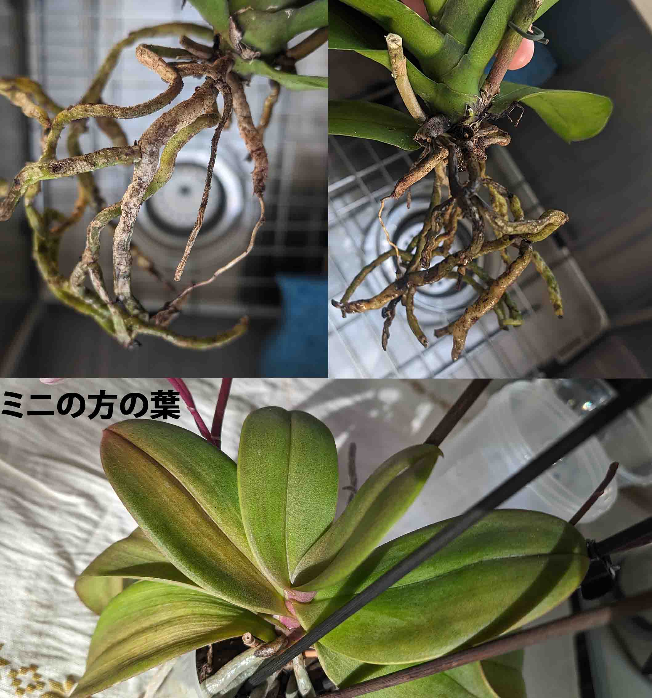 Re: 植え替え後元気がない