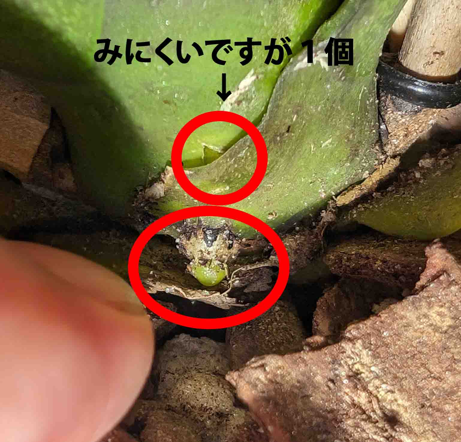 Re: 植え替え後元気がない