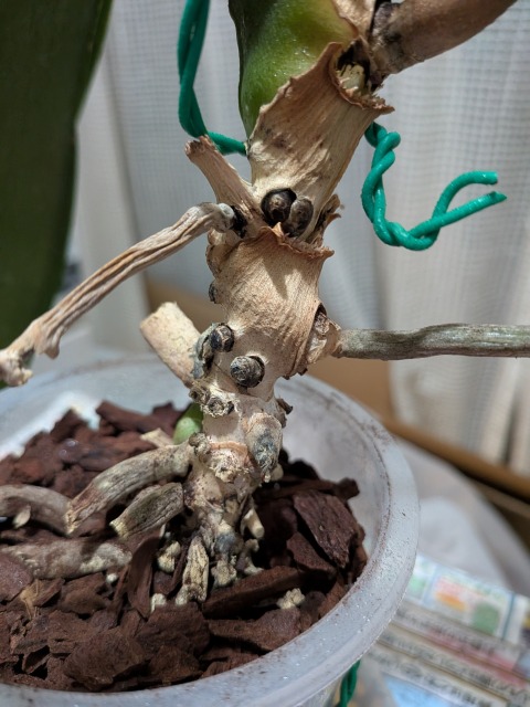 発根してきた根が黒い