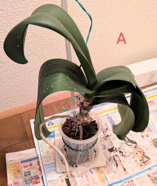 Re: 発根してきた根が黒い