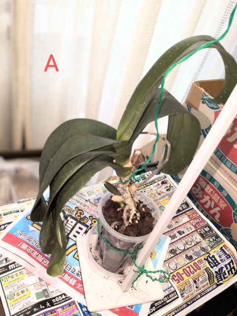 Re: 発根してきた根が黒い