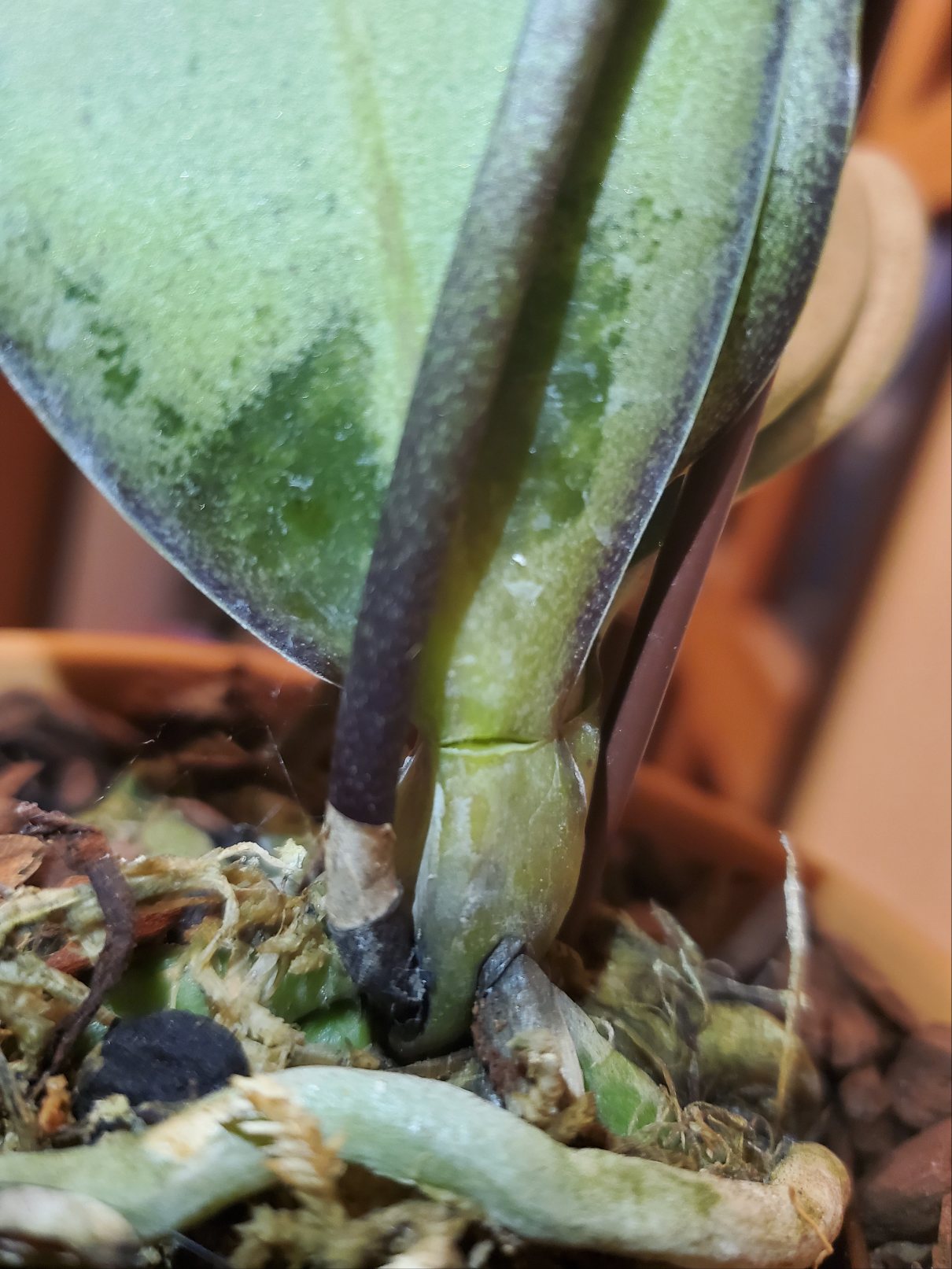 Re: 葉の根本が水っぽい