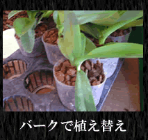 胡蝶蘭の植え替え 基礎知識